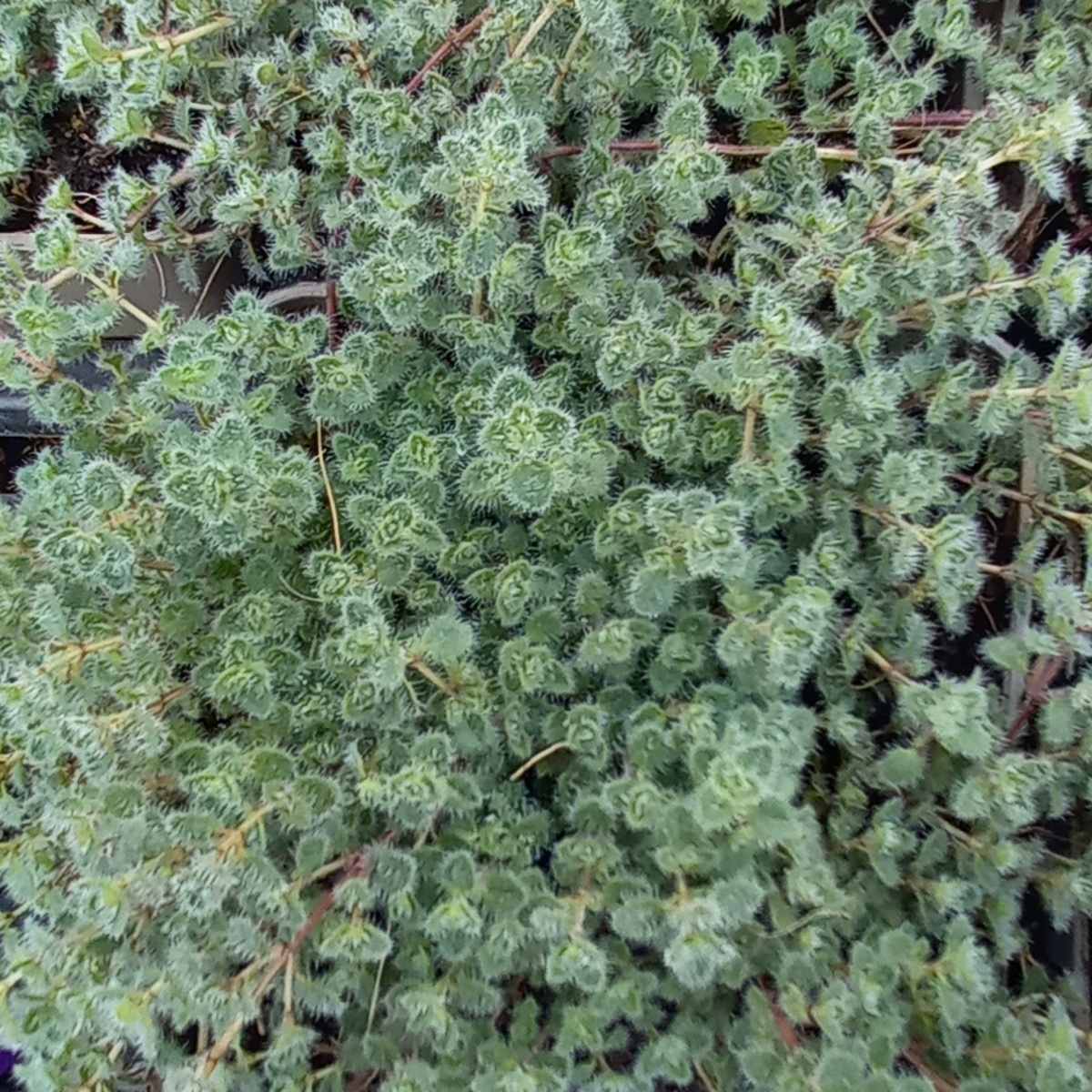 Skalničky - Matařídouška Wolly květináč 9cm