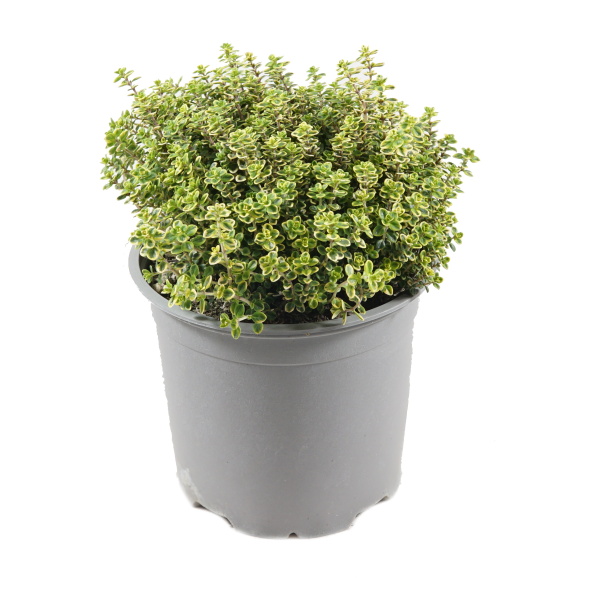 Bylinky - Mateřídouška Aureus květináč 14cm