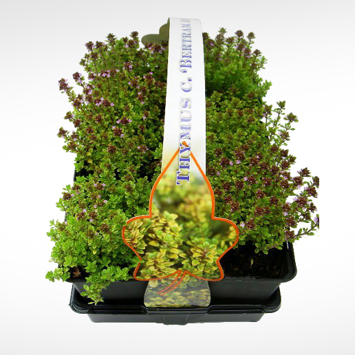 Na slunce - Mateřídouška citrónová 'Bertram Anderson' 6pack