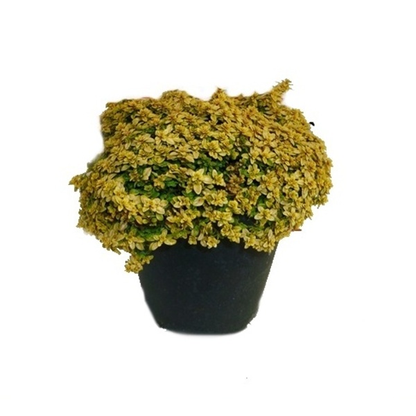 Bylinky - Mateřídouška citronová 'Bertram Anderson' květináč 14cm