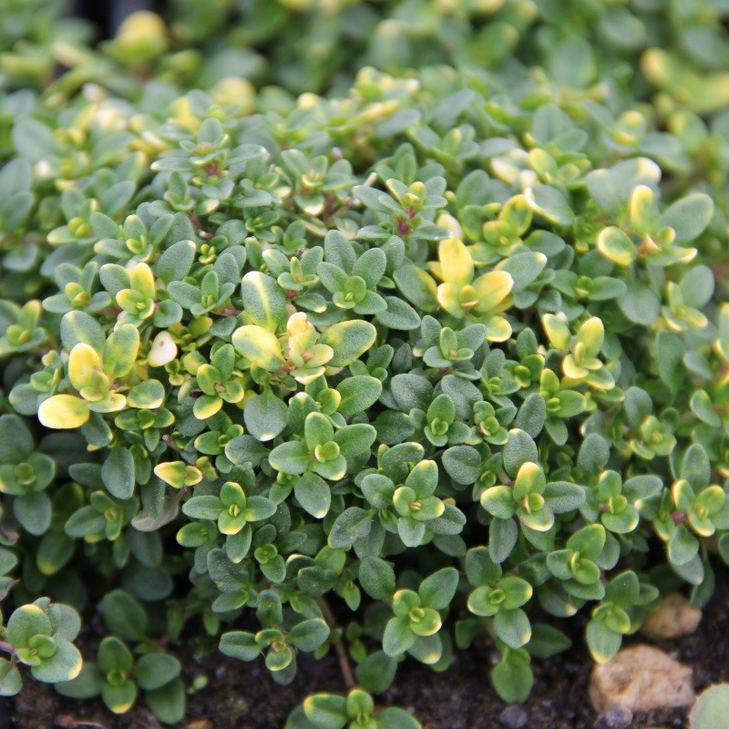 Na slunce - Mateřídouška citronová Doone Valley 9cm