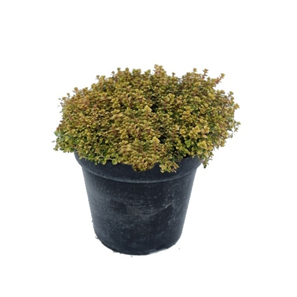 Bylinky - Mateřídouška citronová Doone Valley květináč 14cm