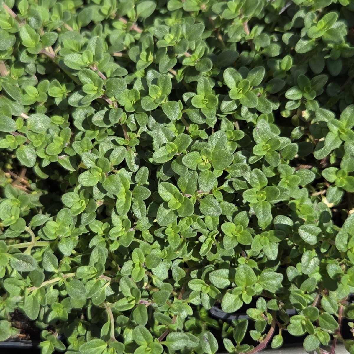 Skalničky - Mateřídouška citronová Doone Valley květináč 9cm