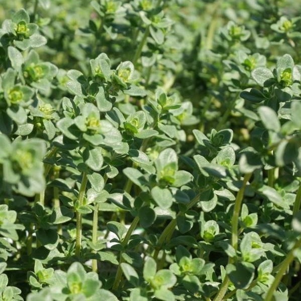 Bylinky - Mateřídouška citronová 'Limone' 12cm