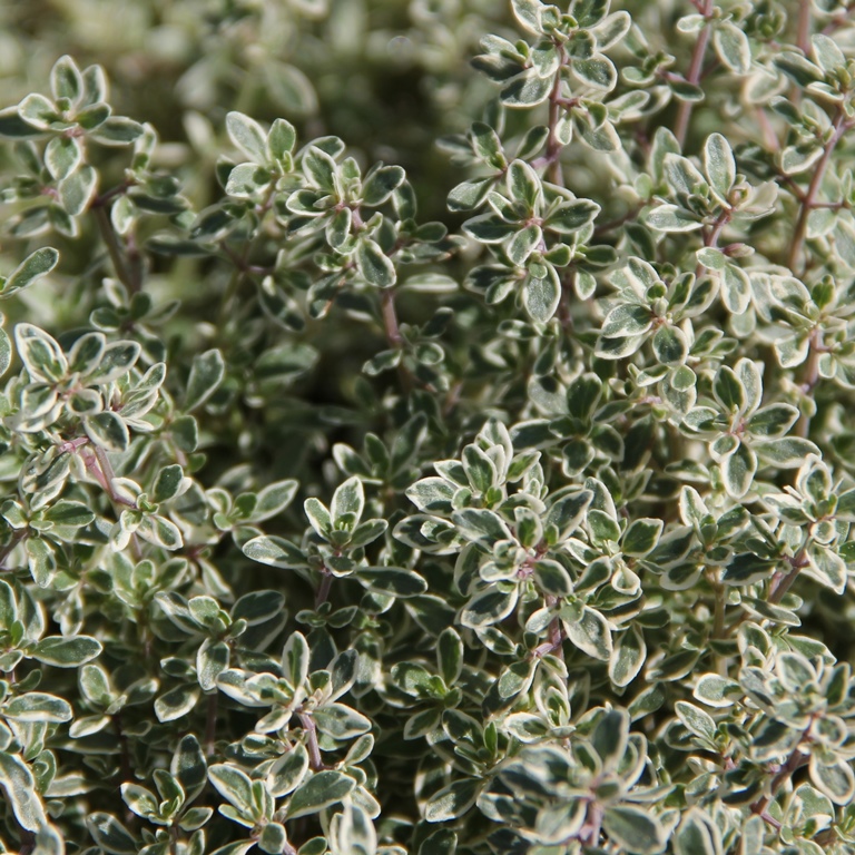 Na slunce - Mateřídouška citrónová Silver Queen 9 cm