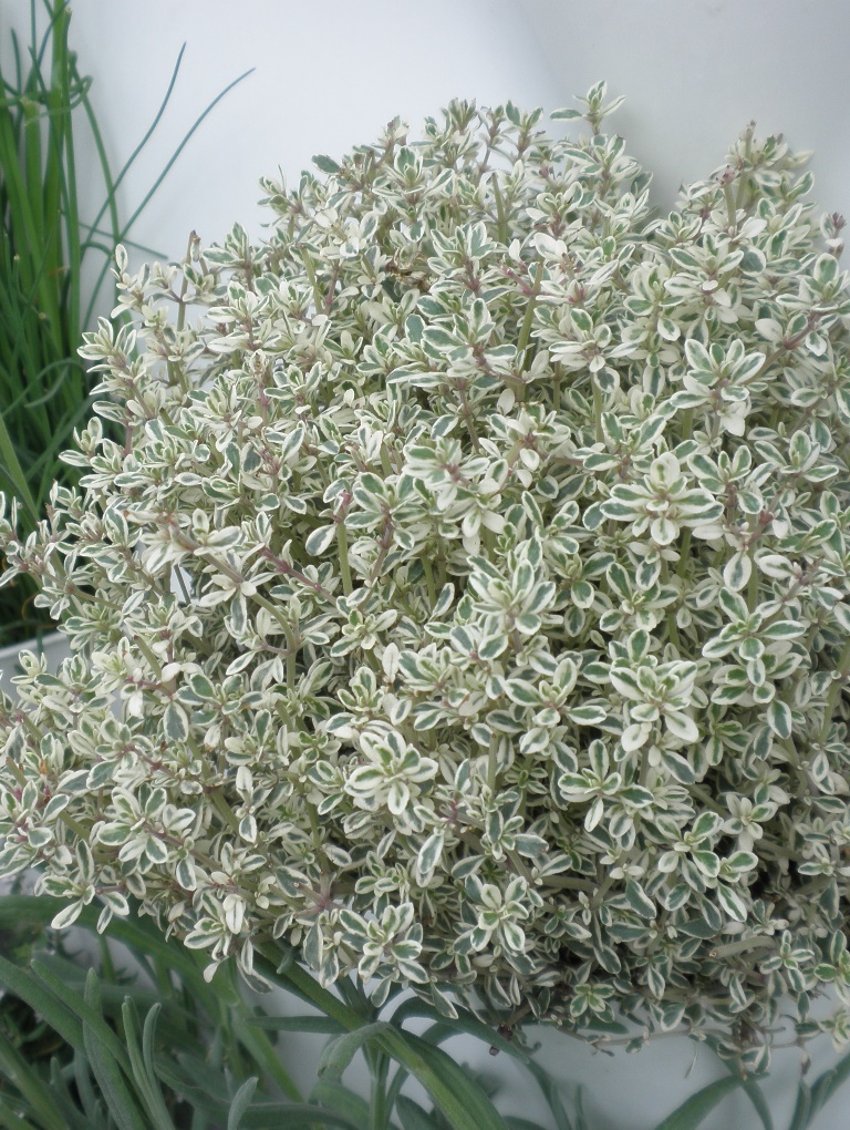 Mateřídouška citrónová Silver Queen 9 cm-0