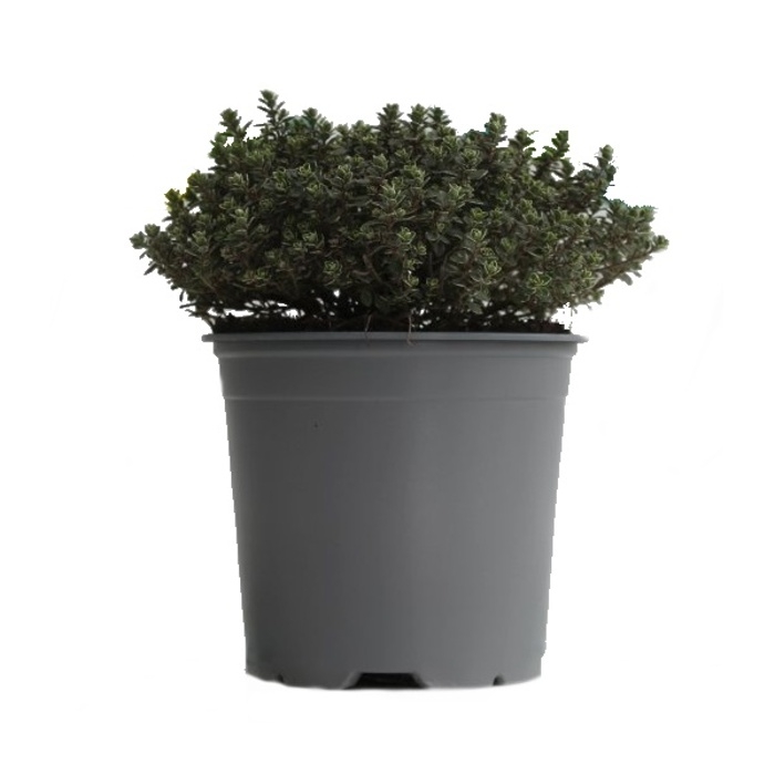 Bylinky - Mateřídouška citrónová Silver Queen květináč 14cm