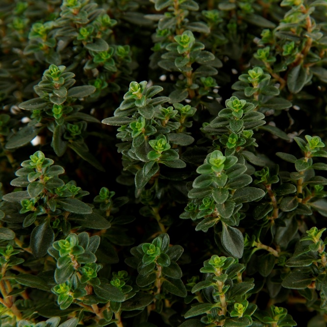 Bylinky - Mateřídouška květináč 14cm