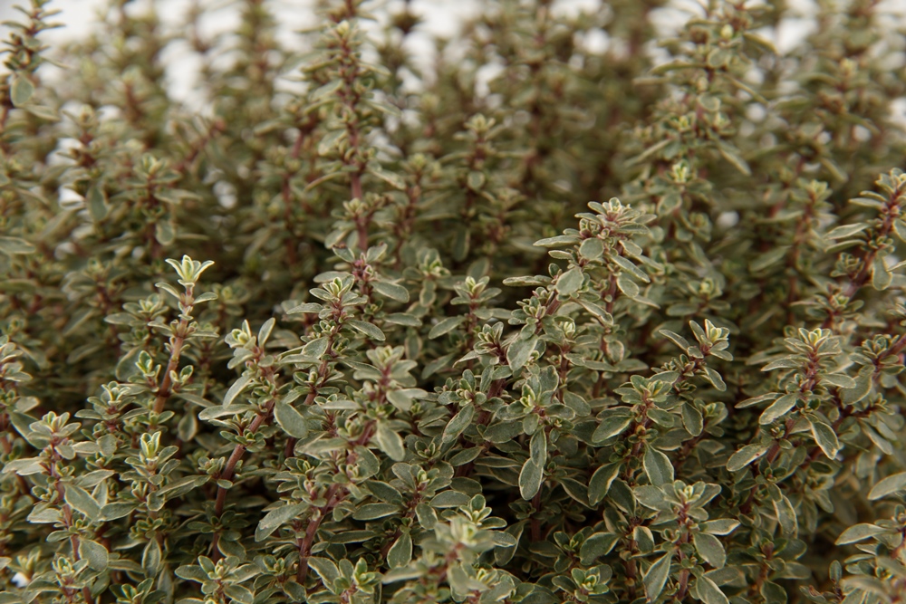 Mateřídouška květináč 14cm-0