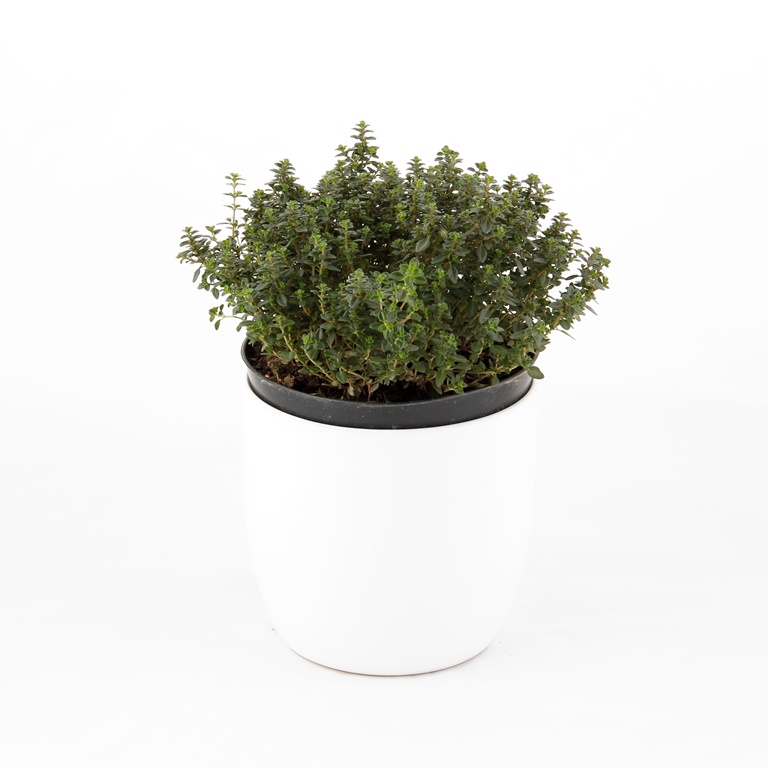 Mateřídouška květináč 14cm-1