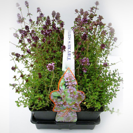 Na slunce - Mateřídouška obecná 6pack