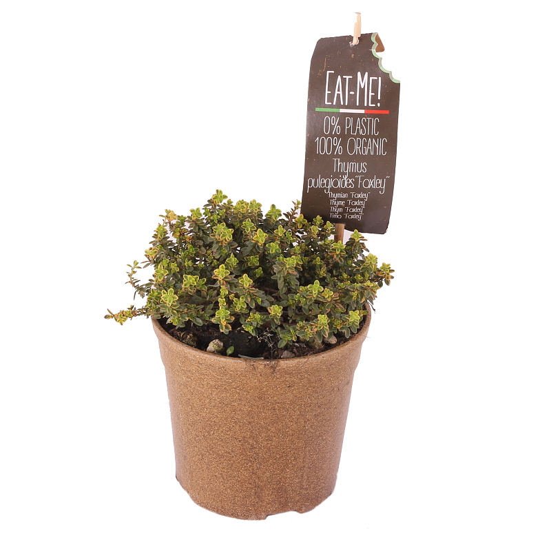 Bylinky - Mateřídouška obecná EATME BIO 12cm