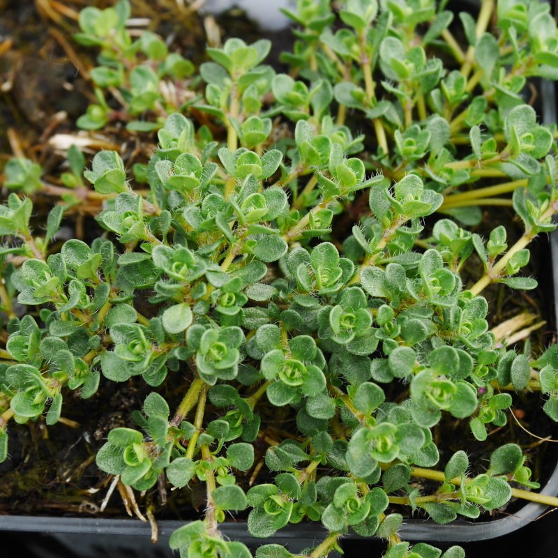 Na slunce - Mateřídouška 'Pink Chintz' 9cm