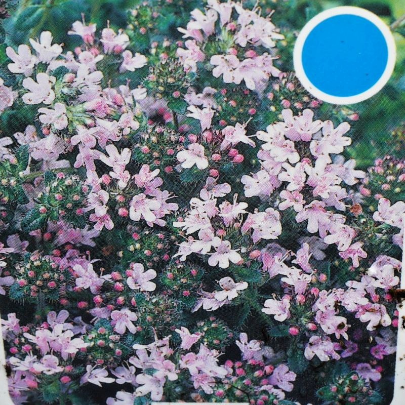 Na slunce - Mateřídouška Pink Chintz 9cm