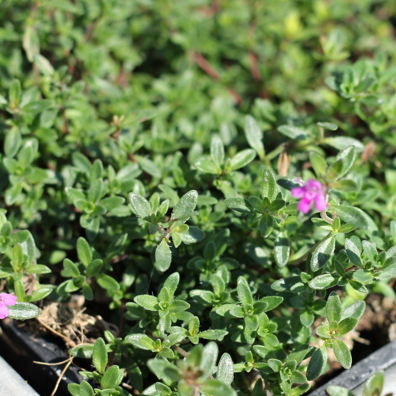 Na slunce - Mateřídouška raná 'Coccineus' 9cm