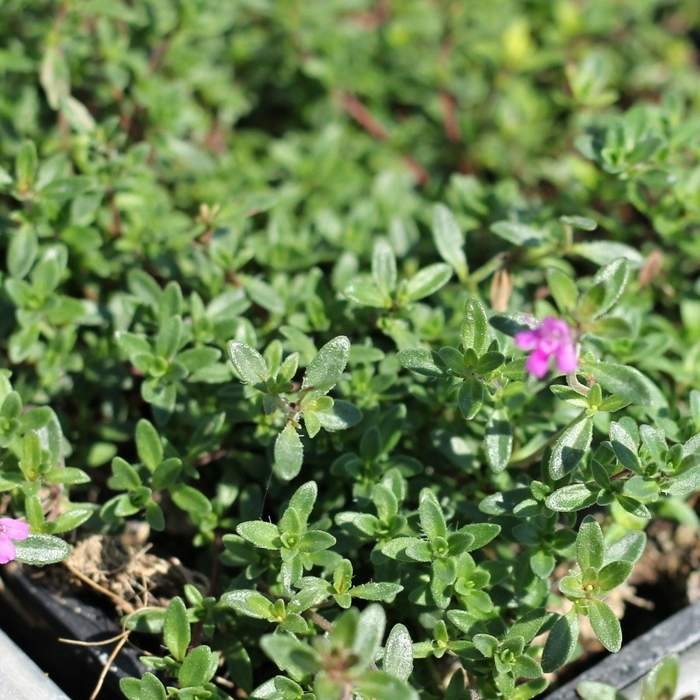 Na slunce - Mateřídouška úzkolistá Coccineus 9cm