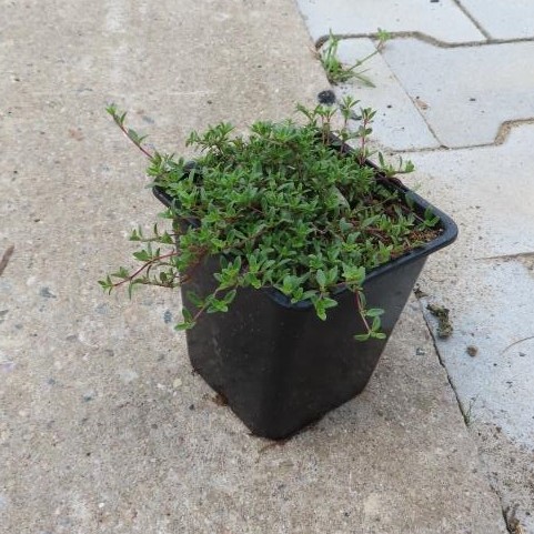 Mateřídouška úzkolistá Coccineus 9cm-0