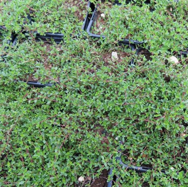 Mateřídouška úzkolistá Coccineus 9cm-1