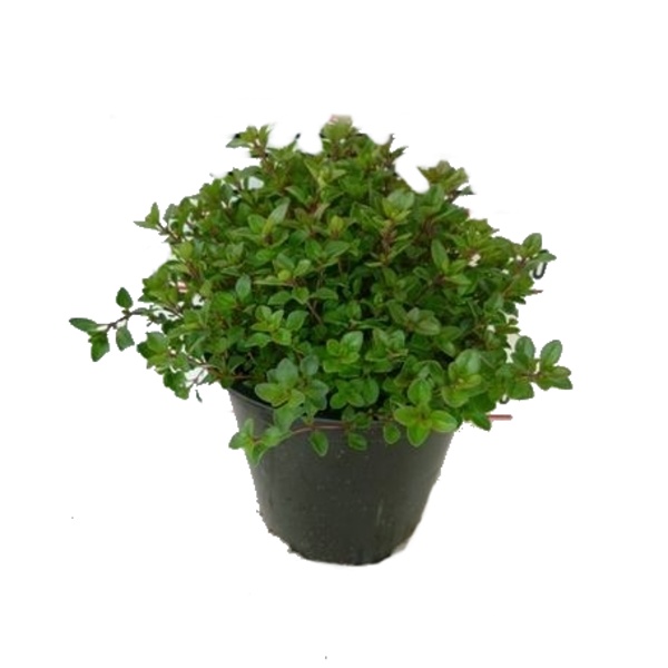 Bylinky - Mateřídouška úzkolistá květináč 14cm