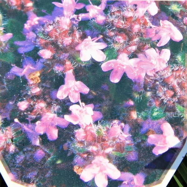 Na slunce - Mateřídouška var. pseudolanuginosus 9cm