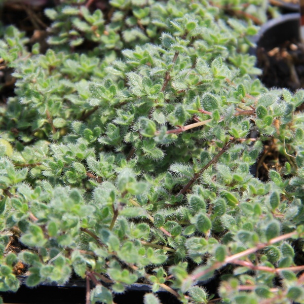 Mateřídouška var. pseudolanuginosus 9cm-0