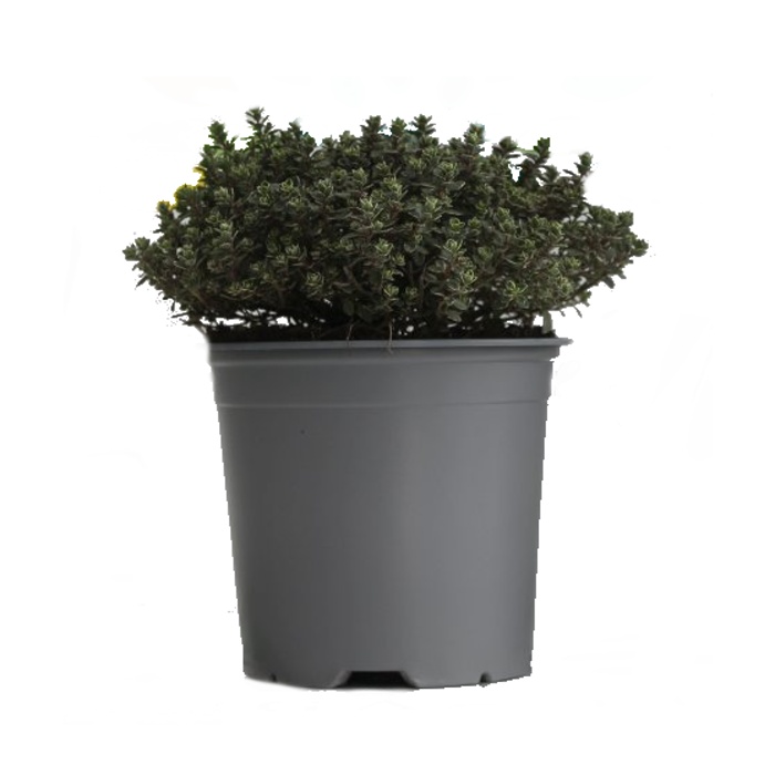 Bylinky - Mateřídouška 'Variegatus Lady' květináč 14cm