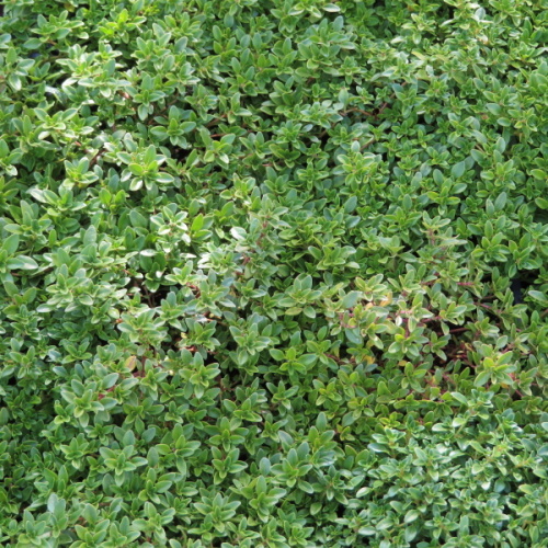 Rostliny - Mateřídouška vejčitá 'Archers Gold' Květináč 9cm