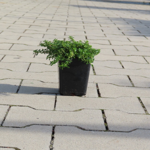 Mateřídouška vejčitá 'Archers Gold' Květináč 9cm-0