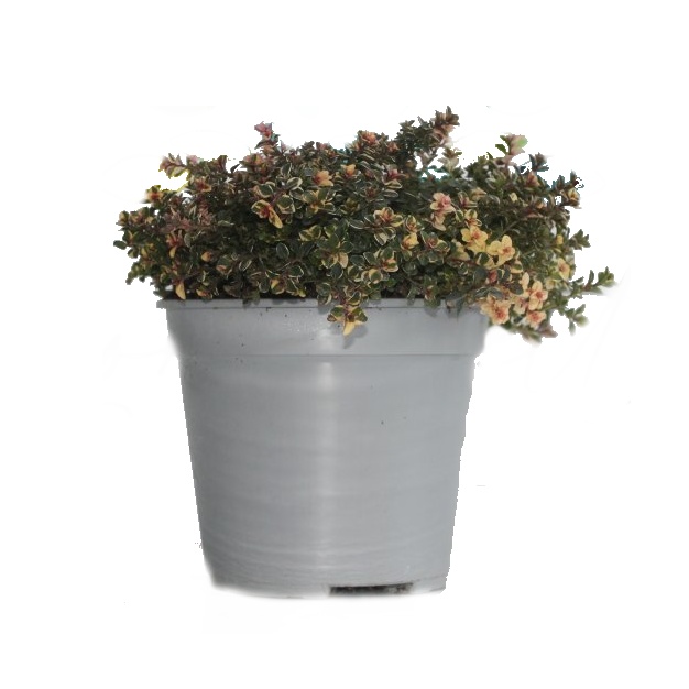 Bylinky - Mateřídouška vejčitá 'Foxley' květináč 14cm