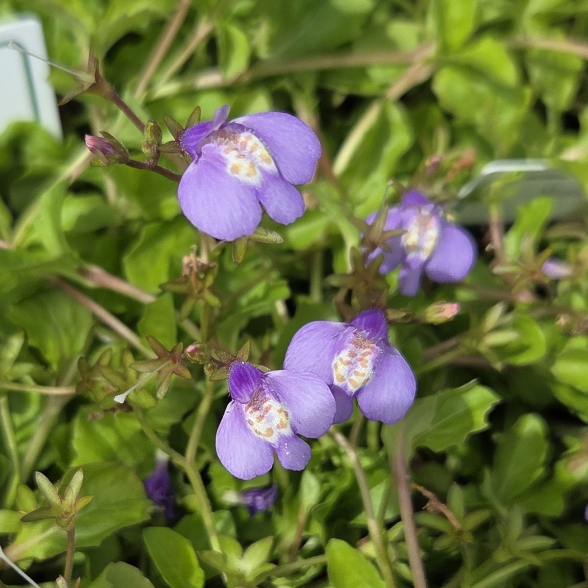 Na slunce - Mazus plazivý květináč 9cm