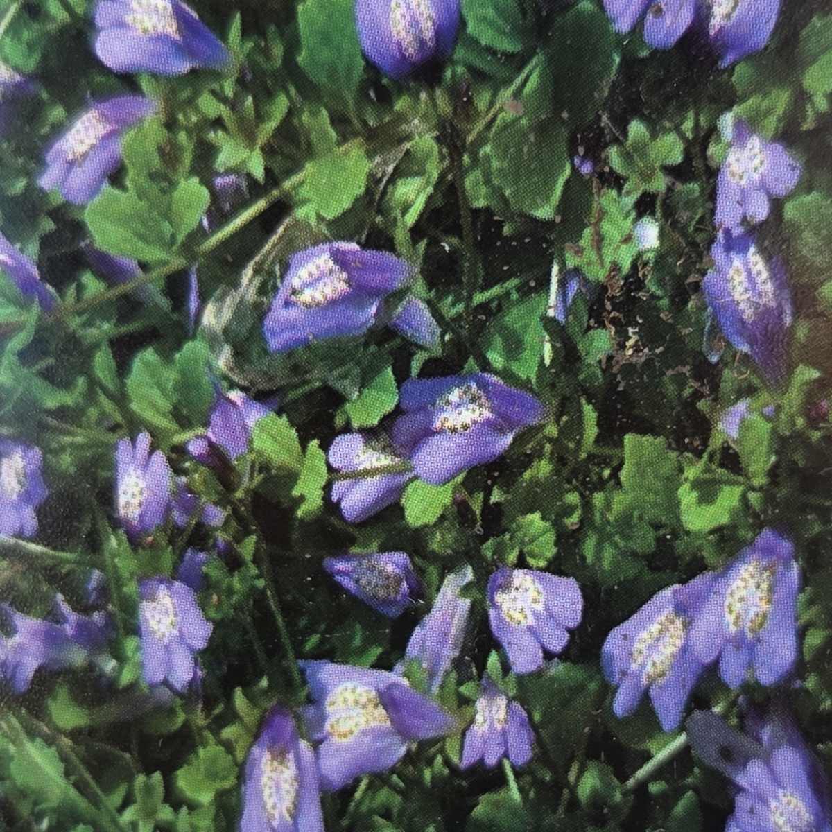 Mazus plazivý květináč 9cm-0