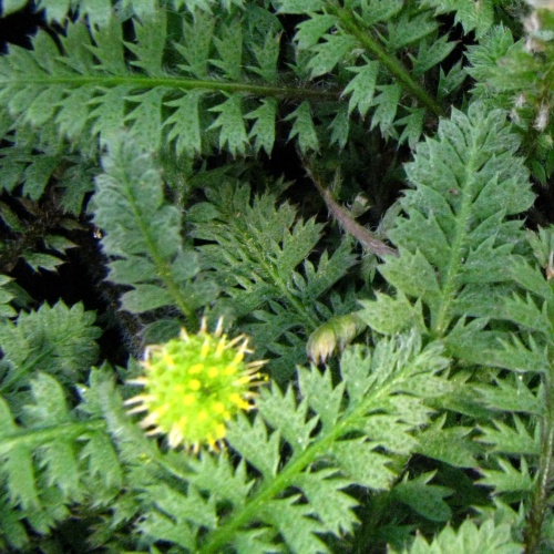 Skalničky - Mechovec kostrbatý 9cm