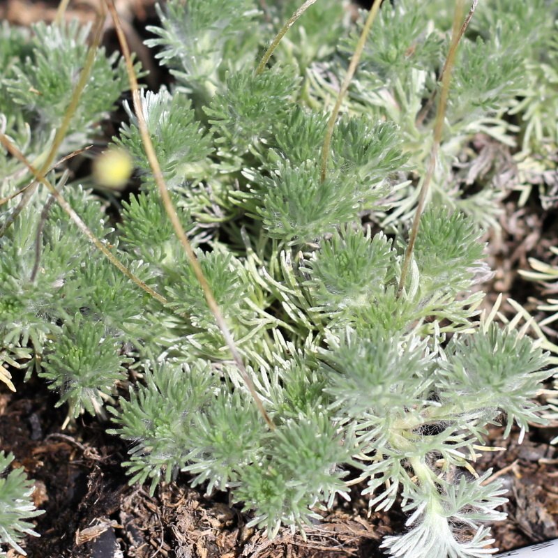 Skalničky - Mechovec srstnatý 9cm