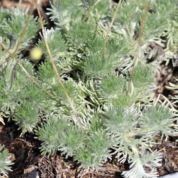 Skalničky - Mechovec srstnatý 9cm