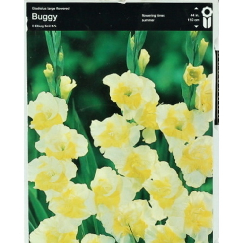 Mečíky - Mečík 'Buggy' 5ks