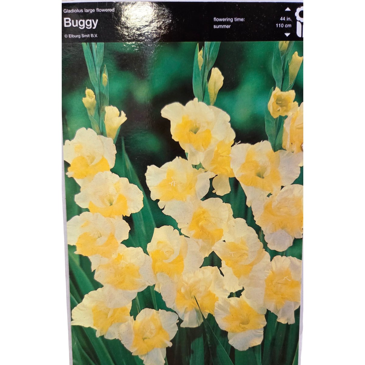 Mečíky - Mečík 'Buggy' 5ks