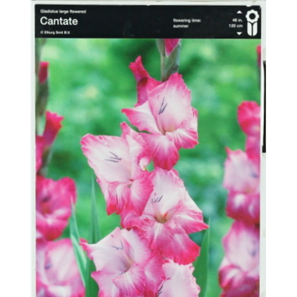 Mečíky - Mečík 'Cantate' 5ks