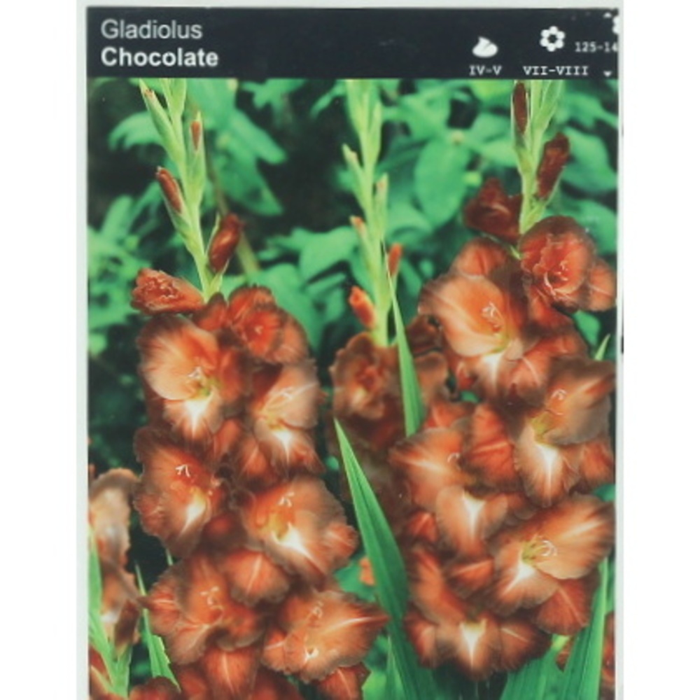 Mečíky - Mečík 'Chocolate' 5ks