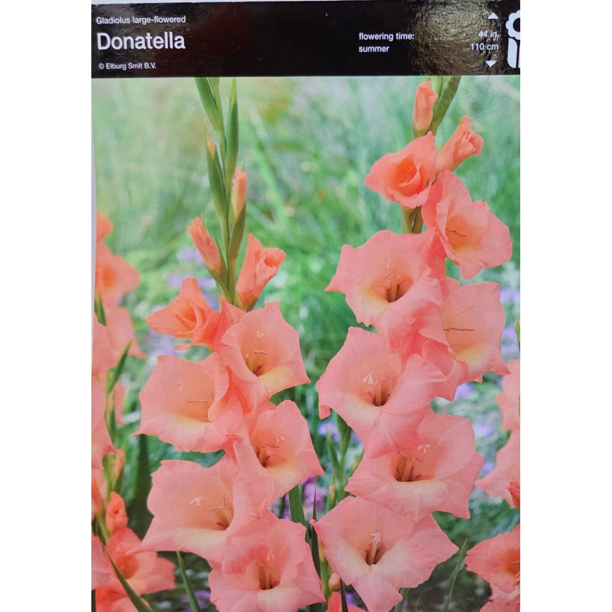 Mečíky - Mečík 'Donatella' 5ks