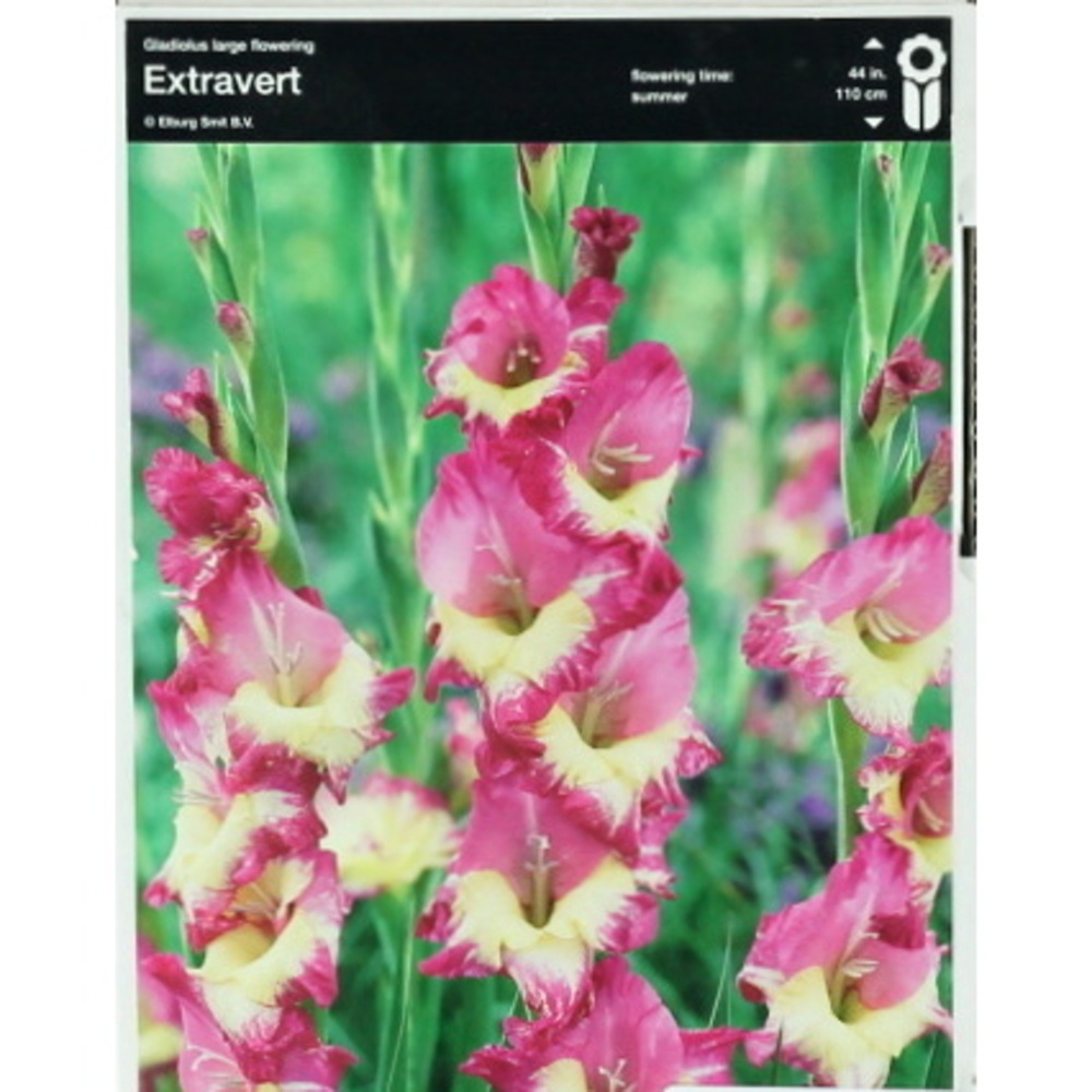 Mečíky - Mečík 'Extravert' 5ks