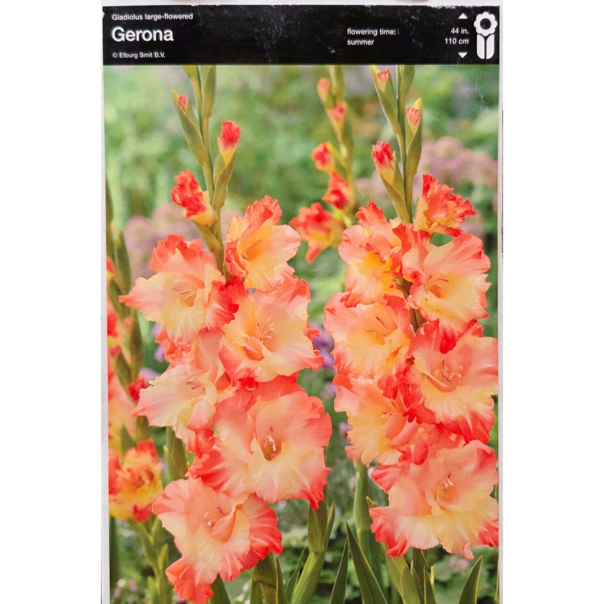 Mečíky - Mečík 'Gerona' 5ks