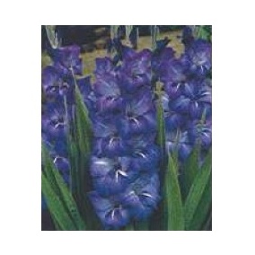 Mečíky - Mečík Grande Passion 5ks