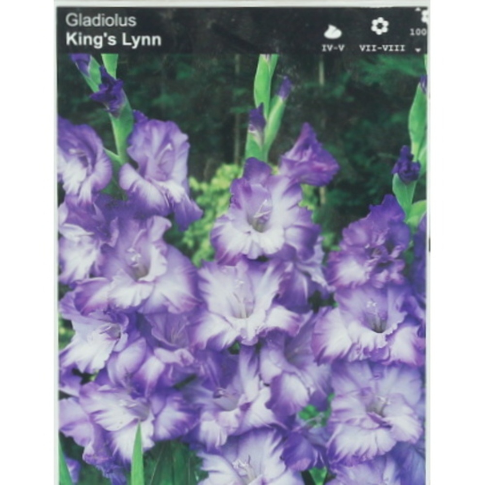 Mečíky - Mečík 'Kings Lynn' 5ks