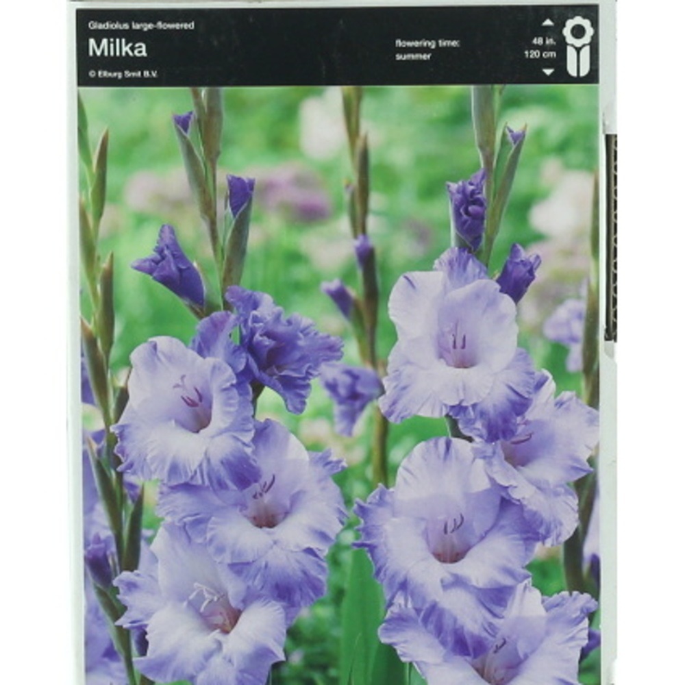 Mečíky - Mečík 'Milka' 5ks