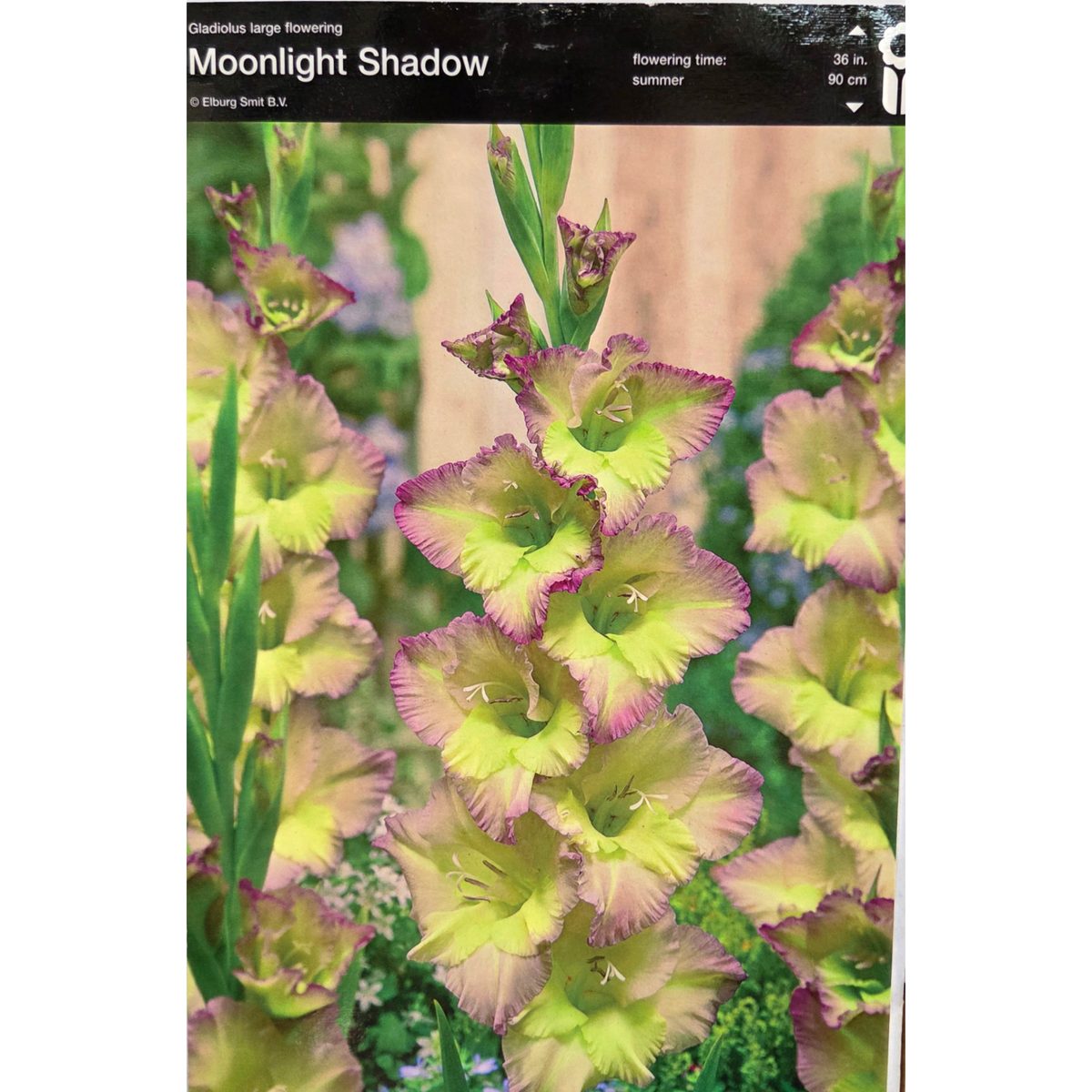 Mečíky - Mečík Moonlight Shadow 5ks