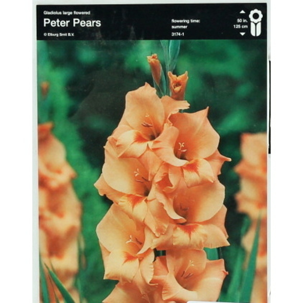 Mečíky - Mečík 'Peter Pears' 5ks