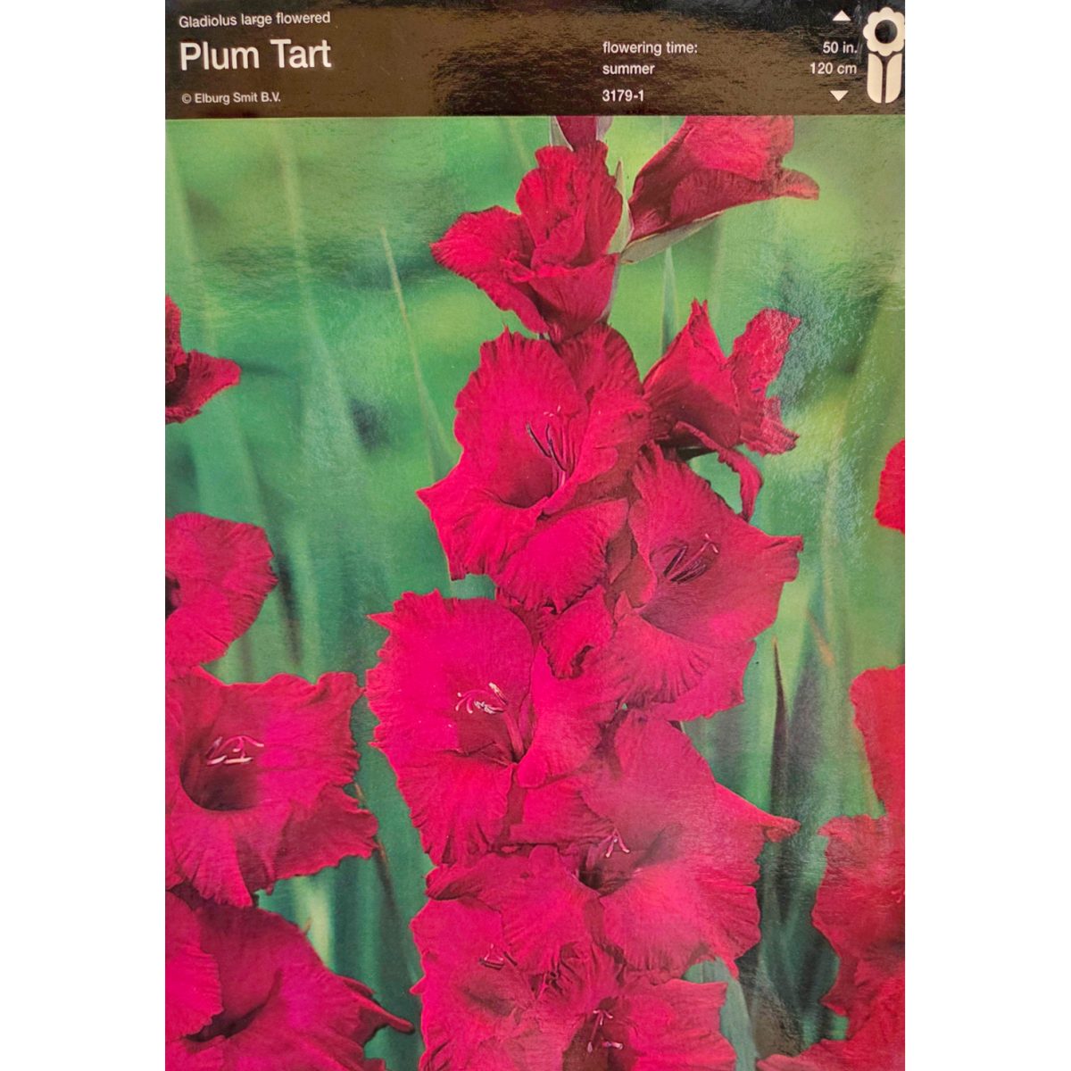 Mečíky - Mečík 'Plum Tart' 5ks