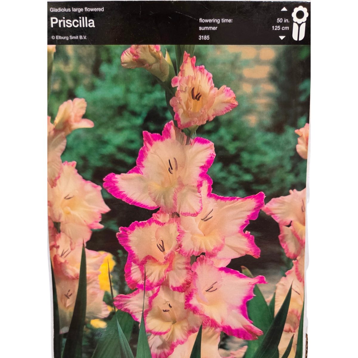 Mečíky - Mečík Priscilla 5ks