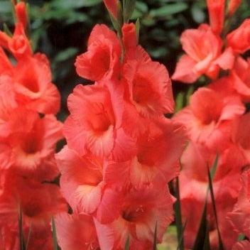 Mečíky - Mečík Spic and Span 5ks