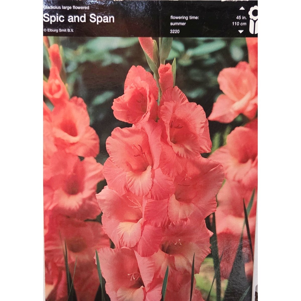 Mečíky - Mečík Spic and Span 5ks